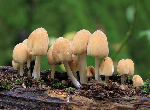 Coprinellus micaceus, Mica Inkcap