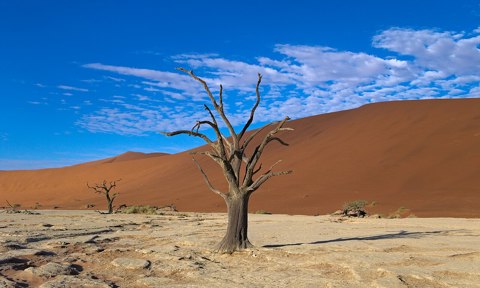 Dead Vlei Tree central