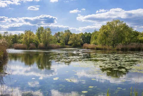 Heilbronn   Böckingen   Ziegeleipark   Ziegeleisee   Ansicht von Osten im Frühling (2.2, mit Schwan)