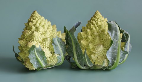 Romanesco broccoli 2025 G2