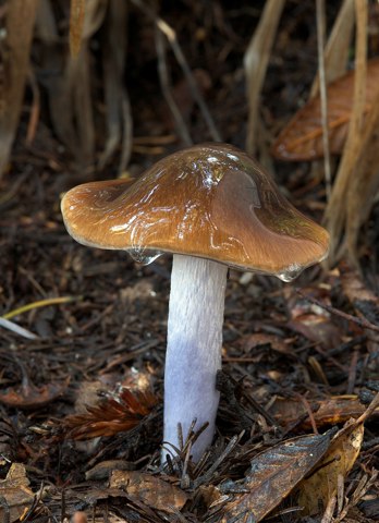 Cortinarius vanduzerensis 134617