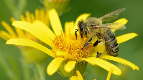 Apis mellifera   Senecio paludosus   Keila