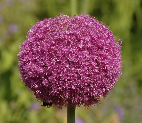 Allium 'Lucy Ball' Pink Flower Head 2236px