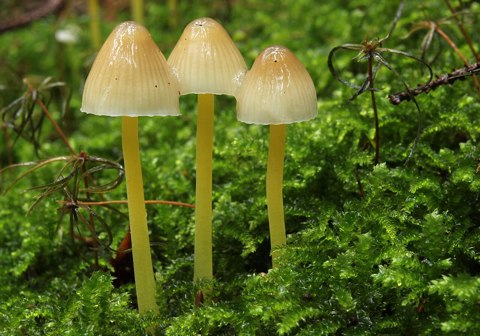 Dehnbare Helmling Mycena epipterygia