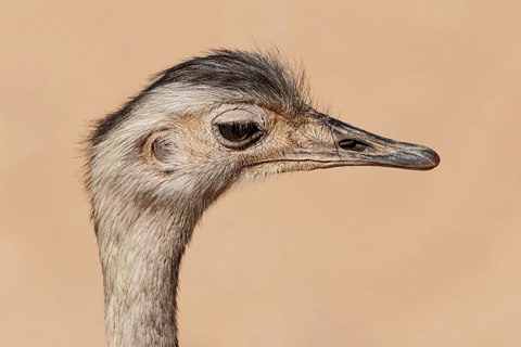 Erfurt   Thüringer Zoopark   Rhea americana 01