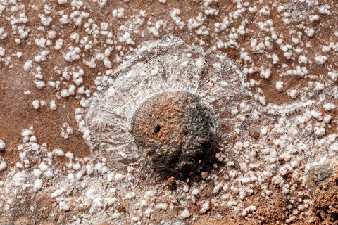 Antigua (Fuerteventura, Spain), Museo de las Salinas del Carmen, Kristallisierungsbecken    2025    7231