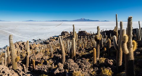 Isla del Pescado, Salar de Uyuni, Bolivia, 2016 02 04, DD 42