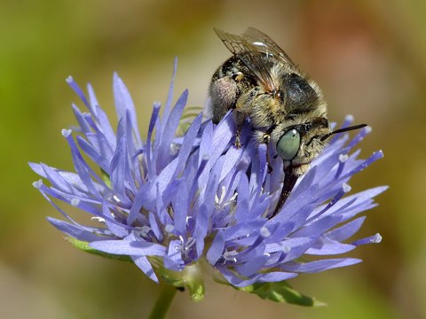 Anthophora bimaculata   Jasione montana   Tallinn
