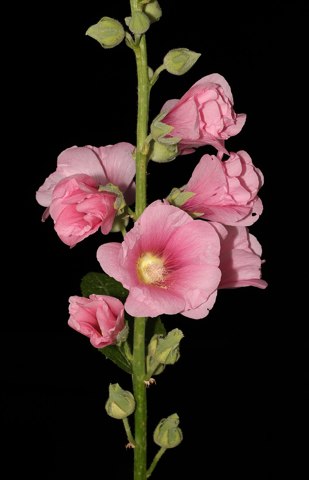 Alcea rosea 2022 G1