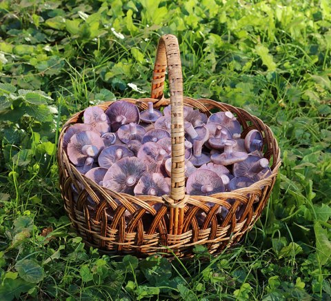 Edible fungi in basket 2022 G5