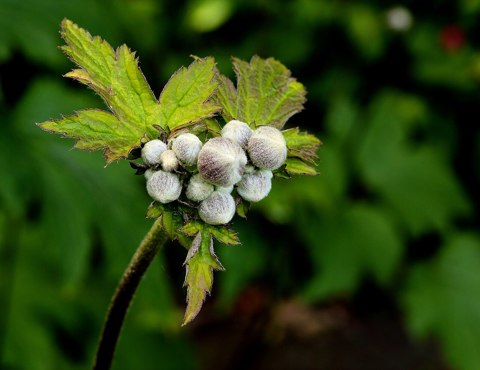 Anemone tomentosa 'Albadura' 01