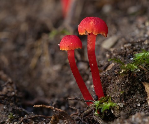 Hygrocybe miniata   Ferndale Park