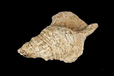 Conque Magdalenienne de Marsoulas