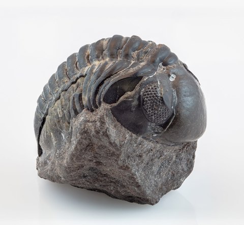 Trilobites (Austerops speculator), Jebel Oufatene, Marruecos, 2021 01 18, DD 137 195 FS