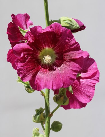 Alcea rosea 2025 G1