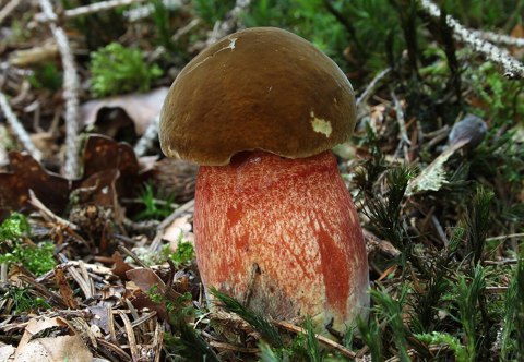 Flockenstielige Hexen Röhrling Boletus erythropus