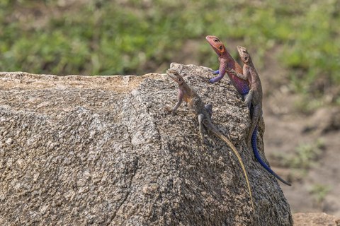 Mwanza flat headed rock agamas (Agama mwanzae) Serengeti