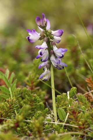 Astragalus alpinus LC0319