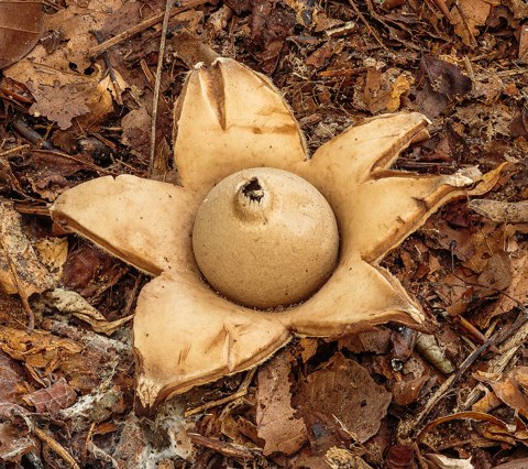 Gekraagde aardster (Geastrum triplex) 09 10 2022. (d.j.b) 01