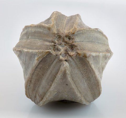 Fósil de erizo de mar (Pentremites godoni), Waterloo, Illinois, Estados Unidos, 2021 01 18, DD 081 136 FS