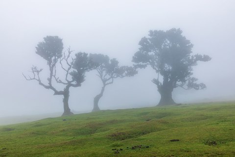 Fanal (Madeira, Portugal), Lorbeerwald    2025    1532