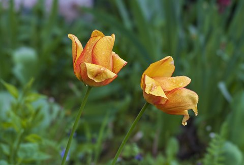 Beilstein   Schmidhausen   Müller Thurgau Weg   gelb rote Tulpenblüten mit Regentropfen (RQCD2782)