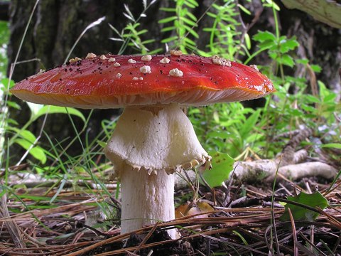 Fly Agaric mushroom 04