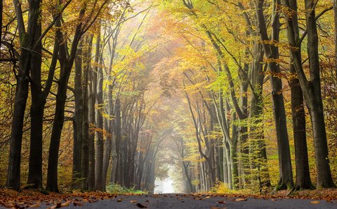 Dülmen, Börnste, Waldweg    2015    4649
