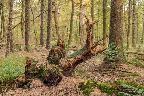 Overgrown dead tree stumps 15