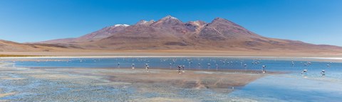 Flamencos andinos (Phoenicoparrus andinus), Laguna Cañapa, Bolivia, 2016 02 03, DD 63