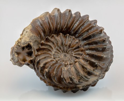 Amonites (Pleuroceras quadratum), Ebensfeld, Alemania, 2021 01 16, DD 058 107 FS