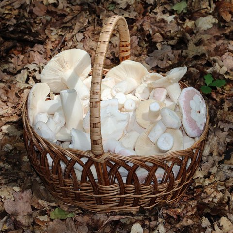 Edible fungi in basket 2026 G01