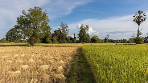 Blond and green rice fields