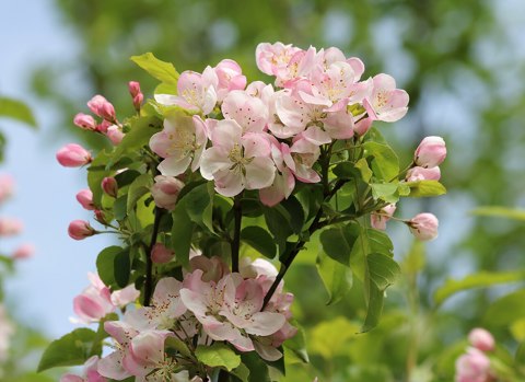 Apple tree blossoms 2017 G3