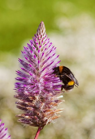 Abeja (Bombus terrestris) en un Ptilotus exaltatus, jardín botánico de Tallin, Estonia, 2012 08 12, DD 01