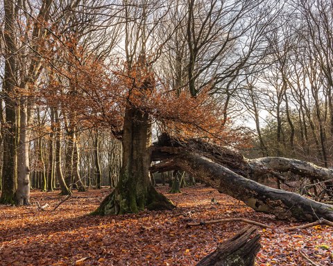 Eik met uitgebroken kroon. Locatie, Kroondomein Het Loo. 25 12 2020 (d.j.b.) 02