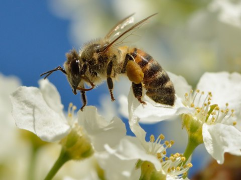 Apis mellifera   Prunus padus   Keila