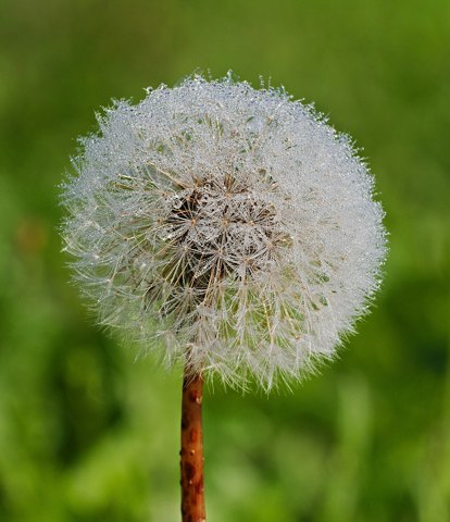 2017.10.15. 14 Kirschgartshaeuser Schlaege Mannheim  Gewoehnlicher Loewenzahn Pusteblume